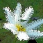 Nymphoides indica Flor