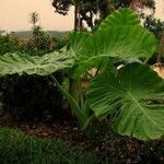 Colocasia gigantea Leaf