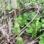 Equisetum sylvaticumBlad