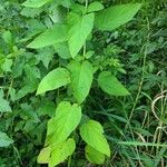 Scrophularia marilandica Leaf