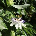 Passiflora caerulea Blüte