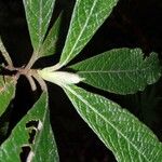 Psychotria fuscopilosa Hoja