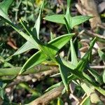 Colletia paradoxa Лист