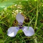 Herbertia lahue Lorea