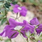 Legousia speculum-veneris Blüte