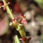 Rumex bucephalophorus Fruit