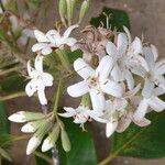 Cordia trichotoma