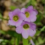 Oxalis latifoliaFlor