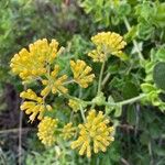 Solanecio angulatus Flower