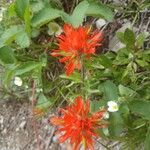 Castilleja hispida Flor