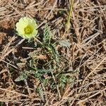 Monsonia longipes Квітка