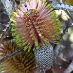 Banksia candolleana Flor