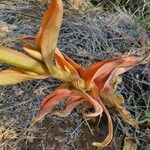 Kalanchoe lanceolata Blatt