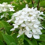 Hydrangea paniculata Цветок