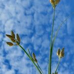 Fimbristylis dichotoma Floare