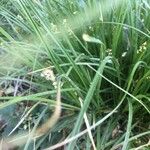 Carex acuta Blomma