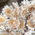 Helichrysum melaleucum Φρούτο