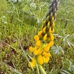 Lupinus luteus Flower