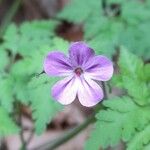 Geranium robertianumപുഷ്പം