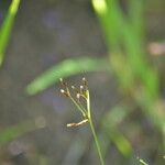 Fimbristylis autumnalis Flower