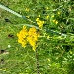 Solidago rigida花