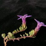 Cyananthus incanus Vekstform