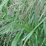 Eragrostis tef Hoja
