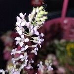 Iodanthus pinnatifidus Kwiat