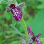 Stachys sylvaticaFlower