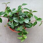 Peperomia quadrangularis Hábito