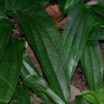 Dioscorea laxiflora Folio