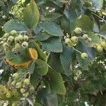 Sorbus porrigentiformis Fruit