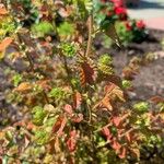 Toxicodendron diversilobum Hoja