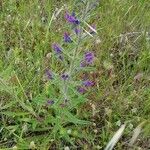 Echium vulgareFlors