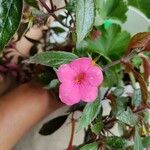 Achimenes grandiflora Лист