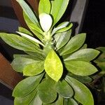 Euphorbia neriifolia Folha