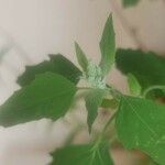 Chenopodium ficifolium Leaf