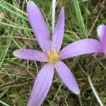 Colchicum autumnale花