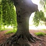 Fagus sylvaticaKôra