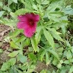 Hibiscus cannabinus Habitus