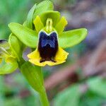 Ophrys lutea花