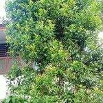 Syzygium aromaticum Folha