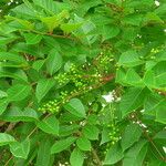Toxicodendron vernix Plante entière