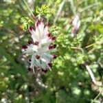 Fumaria bastardii Flower