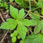 Geranium aculeolatum Folha