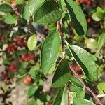 Cotoneaster pannosus Feuille