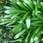 Agapanthus spp. Habit