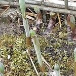 Polygonatum multiflorum Leaf