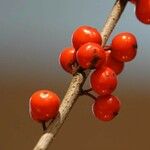 Ilex verticillata Plod