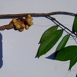 Anaxagorea acuminata Frugt